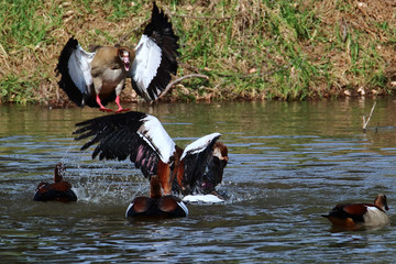 A group of Egyptian geese (Alopochen aegyptiaca) fighting on water near the age of a lake