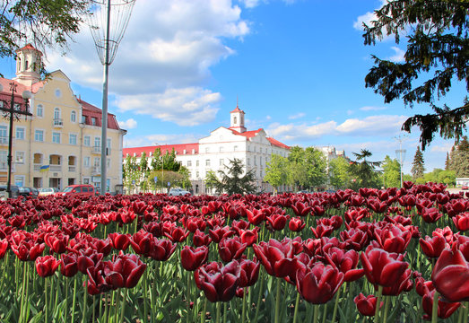 Beautiful spring tulips on flower bed in city in bright day. Flowerbed