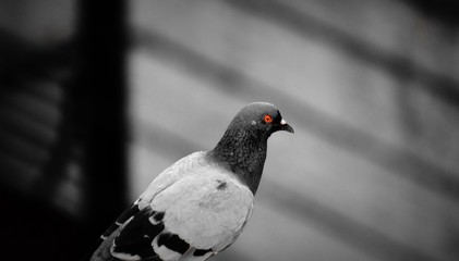 Pigeon with a red eye