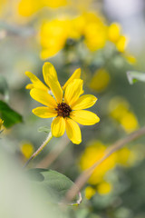 Chocolate yellow daisies grow blooming in the garden, background flowers