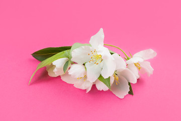 Naklejka na ściany i meble White flowers on a bright pink background. The concept of spring, summer, flowering, holiday, celebration. Image for banner, postcards. Copyspace.
