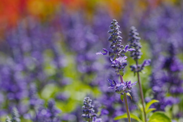 British lavender, green leaves bloom naturally beautiful outdoors Use as background, close-up