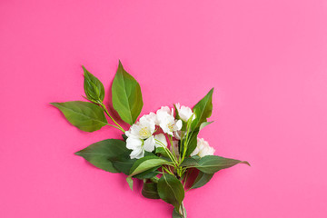 White flowers on a bright pink background. The concept of spring, summer, flowering, holiday, celebration. Image for banner, postcards. Copyspace.