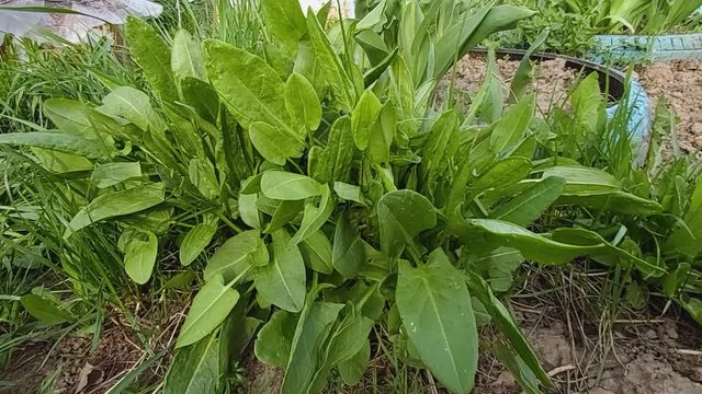 a crop of delicious green sorrel grows in the field