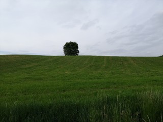 green field and single tree on hill