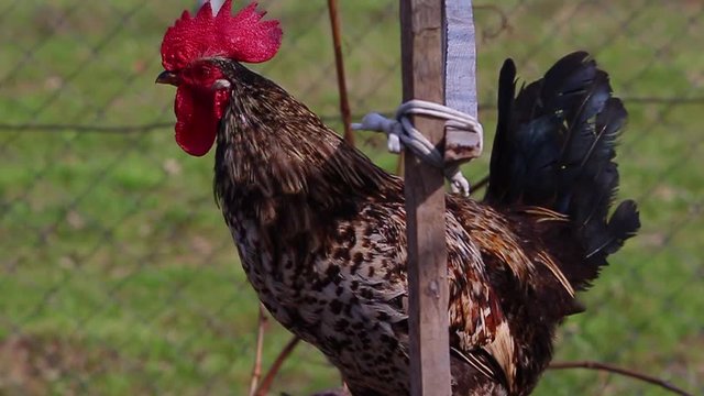 Close up of a beautiful singing rooster sitting on a perch.
