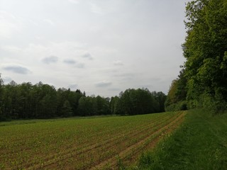 field-path in nature Reserve zone