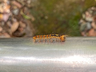 マイマイガの幼虫