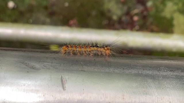 4K マイマイガの幼虫