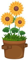 Obraz premium Beautiful sunflowers in pot on white background