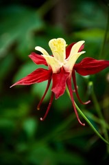 Columbine Flower 