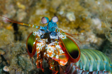 The Peacock mantis