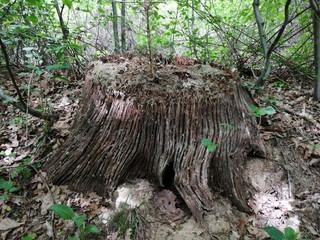 old tree trunk  in nature Reserve area