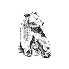 Sketched Bear Animal Sitting Looking Aside Linear Drawing Vector Illustration
