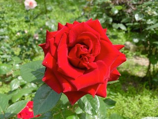 薔薇（コンラッド・ヘンケル）愛媛県今治市かわら館