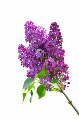 Lilac flowers isolate for insertion into design project
