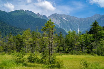 Fototapeta premium 上高地の森とアルプス山脈