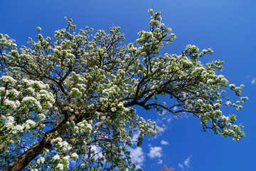 blühender Birnbaum im Frühling vor strahlend blauem Himmel mit schönwetterwolken