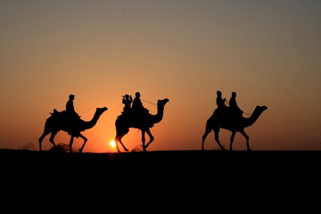 camels in indian desert