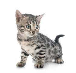 bengal kitten in studio