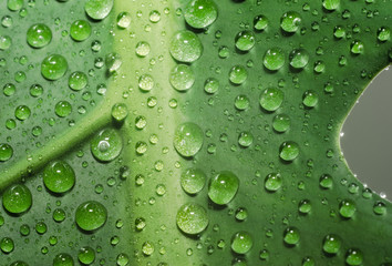 Plakat green leaf of a plant with dew drops close up