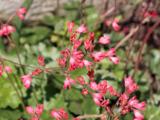 Heuchera sanguinea ou brizoïdes | Heuchère brizoïdes 'Pluie de feu'  à floraison flamboyante...