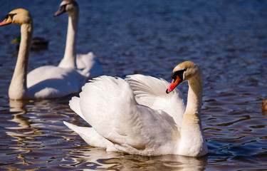 Naklejka premium White swans by the river.