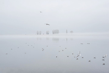 Birds on the background of the shore in the fog