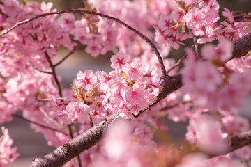 河津桜：桜　sakura　cherry blossom
