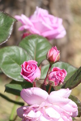 Rosa Beetrosen
