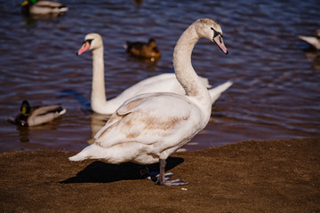 White swans by the river.