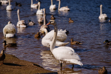 White swans by the river.