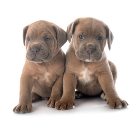 puppy cane corso
