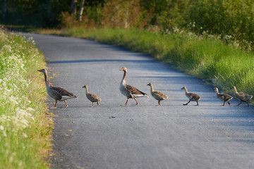 Fototapeta premium Eine Familie Graugänse überquert einen Radweg der durch ein Naturschutzgebiet führt