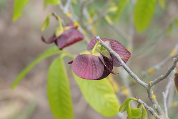 Blüte der Indianerbanane