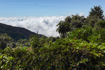 view on cloud forest in San Gerardo de Dota, Costa Rica, Central America