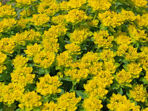 GartenWolfsmilch Images Browse 14 Stock Photos, Vectors, and Video