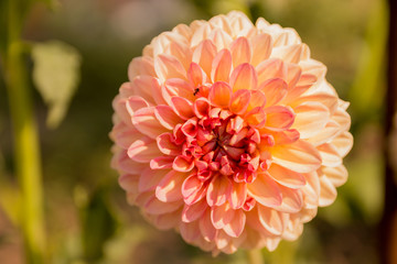 single flower in the garden, dahlia, pink and orange, peach color.