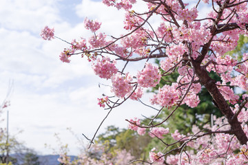 河津桜：桜　sakura　cherry blossom	
