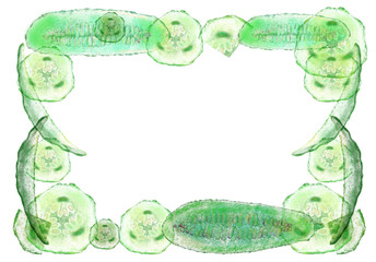 Frame for inscriptions is rectangular. Along the perimeter of the frame translucent pieces of cucumbers. Manual digital the drawing