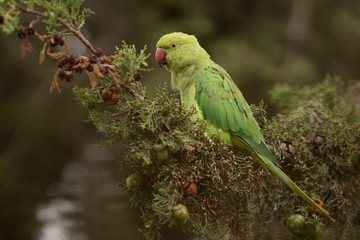 Beautiful green parrot sitting on the green branch