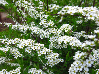 spirea shrub blooms in the garden with small white flowers