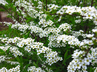Fototapeta premium spirea shrub blooms in the garden with small white flowers