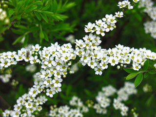 spirea shrub blooms in the garden with small white flowers