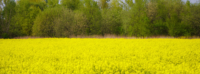 Flowering of the rapeseed field is yellow. Natural landscape background with copy space. Blooming canola flowers. Bright Yellow Rape in summer.