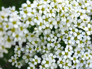 spirea shrub blooms in the garden with small white flowers
