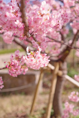 河津桜：桜　sakura　cherry blossom