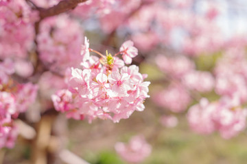河津桜：桜　sakura　cherry blossom	
