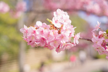 河津桜：桜　sakura　cherry blossom	
