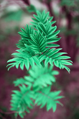 Green leaves on a blurry background. Fresh wallpaper concept